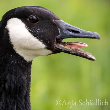 Agitated Canadian goose